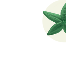 vegetale